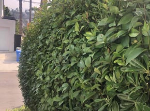 Bush Trimming by Jacob Gallegos for Adina L. in Los Angeles, CA