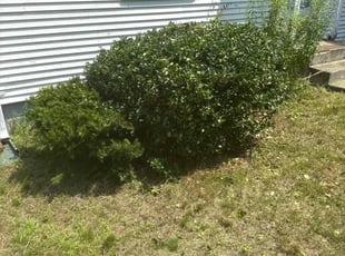 Bush Trimming by Anthony Sereti for Julie H. in Hudson, MA