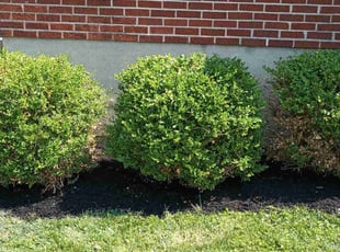 Bush Trimming by Caleb Patton for Michelle A. in Cincinnati, OH