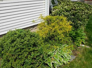 Bush Trimming by Sheldon Thomas for M.J. S. in Longmeadow, MA