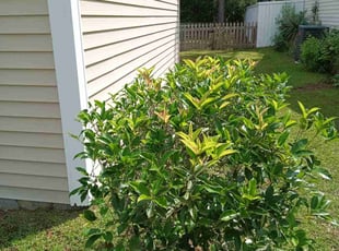 Bush Trimming by Wes Carroll for Derek C. in Summerville, SC