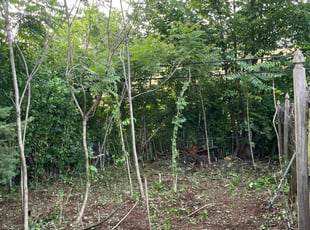 Cleanups by Evans Ogamba for Jennifer K. in Middletown, PA