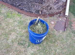 Weeding by Matthew Ghata for Alex W. in Oklahoma City, OK