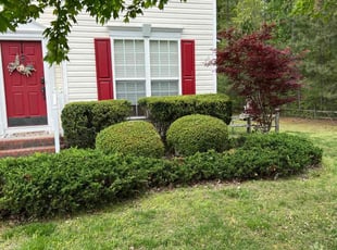 Bush Trimming by LaWanda Moses for Jesse S. in Chesterfield, VA