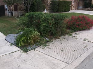 Bush Trimming by Jason Westgor for Lauren M. in San Antonio, TX