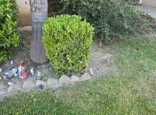 Bush Trimming by Jose Hernandez for Matthew M. in Menifee, CA