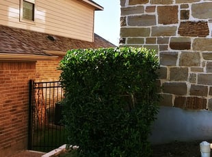 Bush Trimming by Derek Schoenfeld for Shannon B. in San Antonio, TX