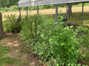 Bush Trimming by Kenneth Fiers for Karen W. in Zuni, VA