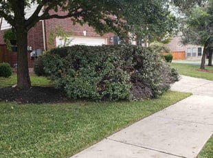 Bush Trimming by Juliana Ledezma for Shawn W. in Round Rock, TX