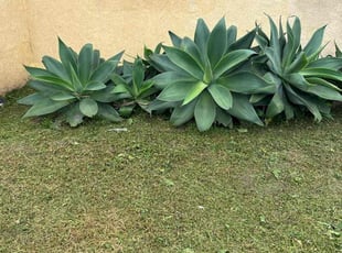 Weeding by Fernando Gomez Rodriguez for Valencia B. in Los Angeles, CA