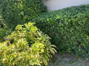 Bush Trimming by Charles Walton for Tammy A. in West Palm Beach, FL