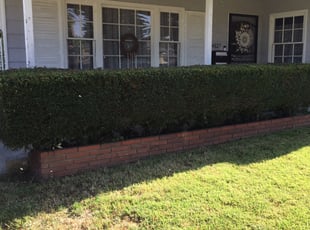 Bush Trimming by Fatima Sevillano for Breana W. in Riverside, CA