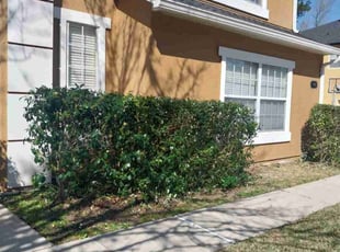Bush Trimming by Delson Auguste for Monica C. in Jacksonville, FL