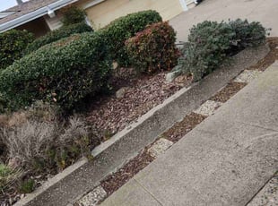 Weeding by Juan Rodriguez for Bob T. in Sacramento, CA