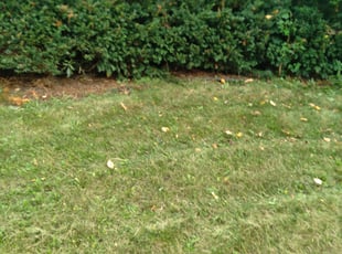 Bush Trimming by Kevin Rhyne for Charles F. in Madison, WI