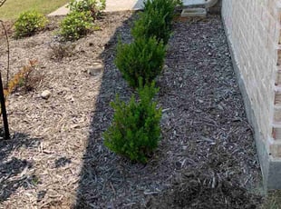 Weeding by Blanca Carmona for Asya S. in Waxahachie, TX