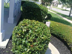 Bush Trimming by Jean Claude Zephirin for Luis R. in Jacksonville, FL