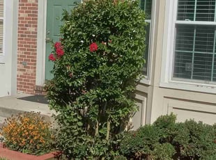 Bush Trimming by Jimmy Craighead for Topher C. in Owings Mills, MD