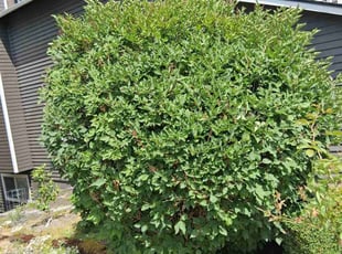 Bush Trimming by Robert Martin for Shuo F. in Redmond, WA