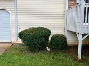 Bush Trimming by Jennifer Gooch for Mickala W. in Douglasville, GA