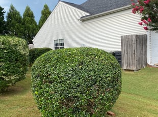 Bush Trimming by Brandon Brewer for Andrew W. in Huntersville, NC
