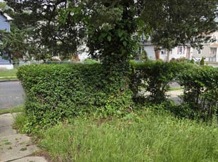 Bush Trimming by Ali Alfatlawi for Tihisha B. in Neptune City, NJ