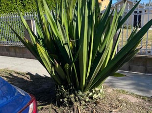 Bush Trimming by Fernando Gomez Rodriguez for Jesse V. in Compton, CA