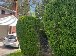 Bush Trimming by Jairon Villagran for Edna F. in Silver Spring, MD