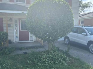 Bush Trimming by Theodore Weir for Carolyn S. in Norfolk, VA