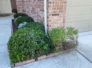 Bush Trimming by Wilmer Guevara for Casey L. in Pflugerville, TX