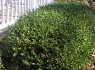 Bush Trimming by Ryan Kendall for Tracy P. in New Castle, DE
