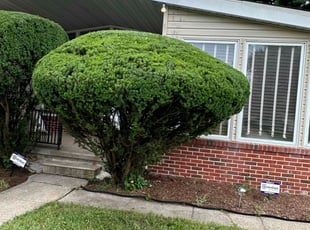 Bush Trimming by Rudy Larios for Odilia U. in Randallstown, MD