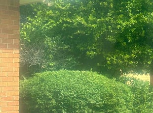 Bush Trimming by Leray Thornton for Tom R. in Norman, OK