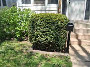 Bush Trimming by Kevin Rhyne for Tim W. in Madison, WI