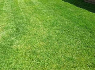 Annie M.'s grass cutting service result