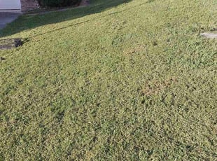 Jon T.'s turf maintenance service result