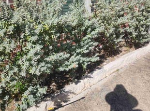 Caroline F.'s turf maintenance service result