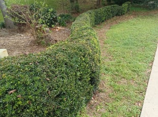 Wendy D.'s Bush Trimming service result