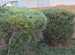 Shiela B.'s Bush Trimming service result