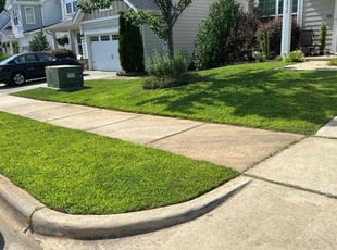 Angel S.'s grass maintenance service result