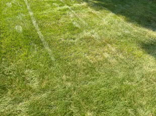 Melanie P.'s lawn maintenance service result