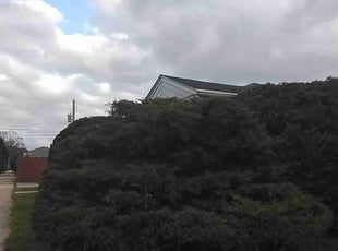 Theodore C.'s Bush Trimming service result