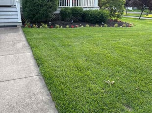 Elizabeth O.'s lawn care service result