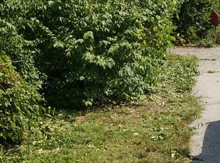 James L.'s Bush Trimming service result