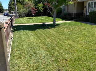Terrance P.'s lawn care service result