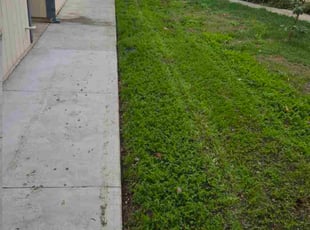Ron M.'s grass cutting service result