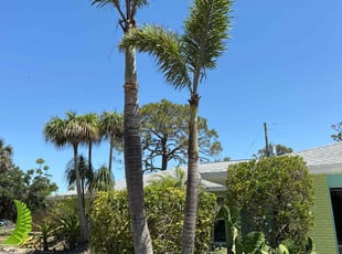 Angela B.'s Bush Trimming service result