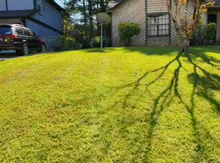 Theresa S.'s grass cutting service result