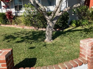 Lisa R.'s grass cutting service result