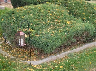 Miguel A.'s Bush Trimming service result